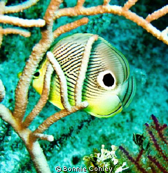 Four-eye Butterflyfish seen at Grand Bahamas May 2009.  T... by Bonnie Conley 